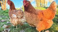 1500 COUPS DE POUCE - 10.000 poules à adopter en urgence !